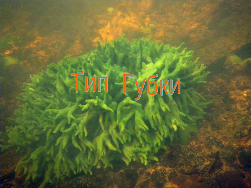 Тип Губки