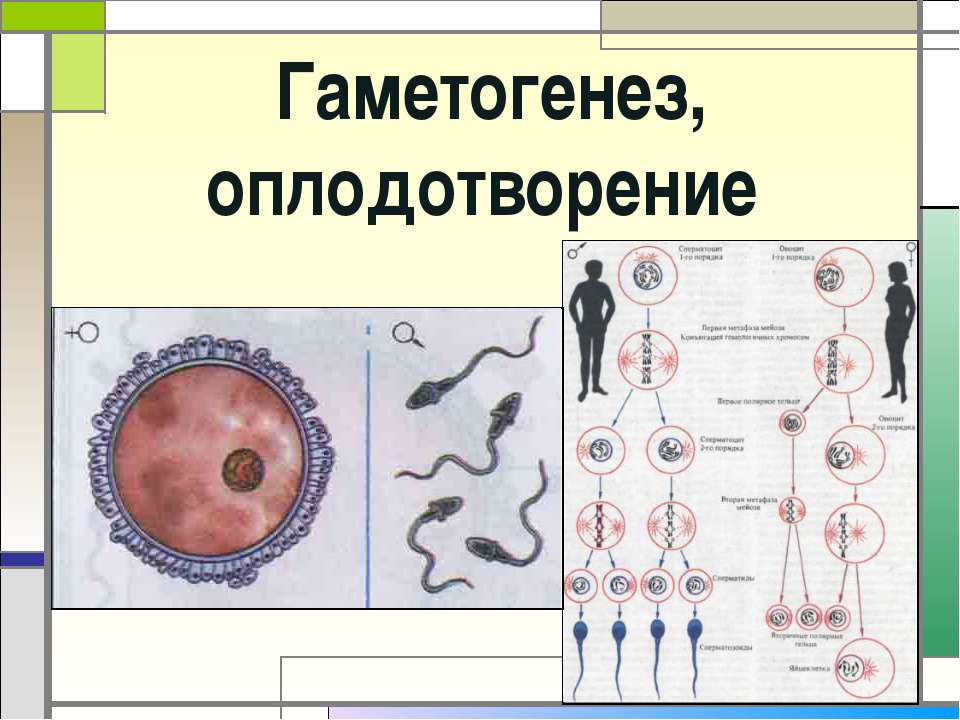 Гаметогенез, оплодотворение