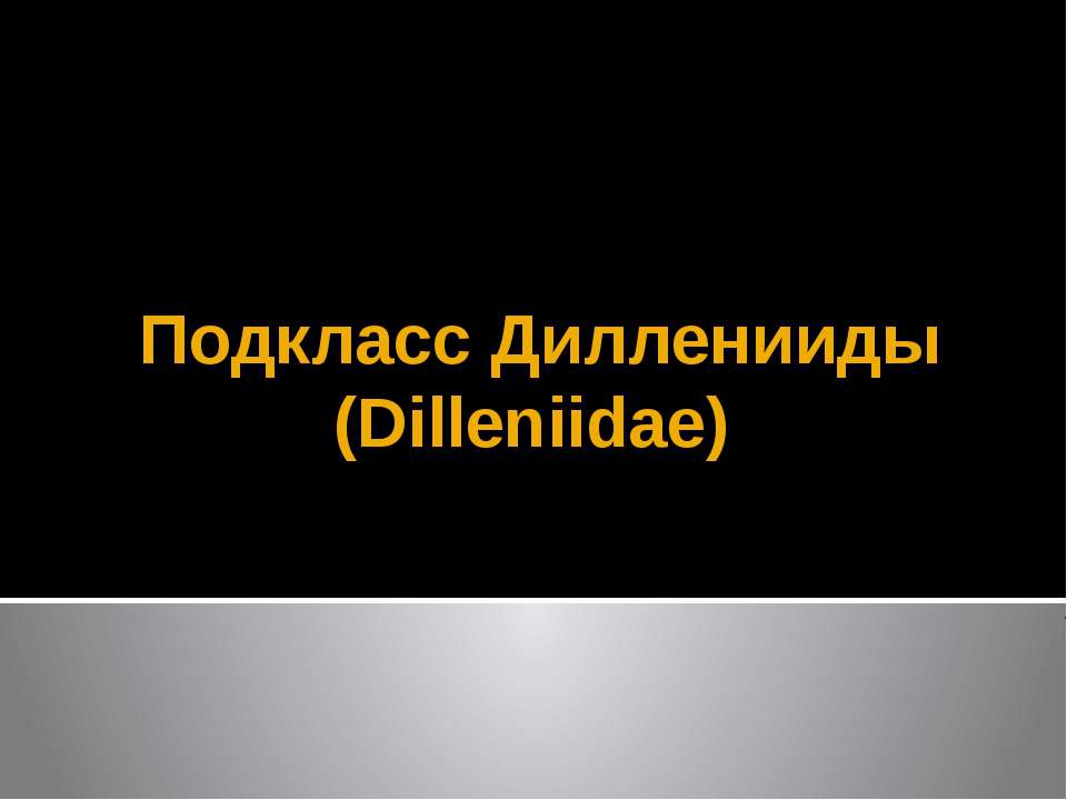 Подкласс Дилленииды (Dilleniidae)