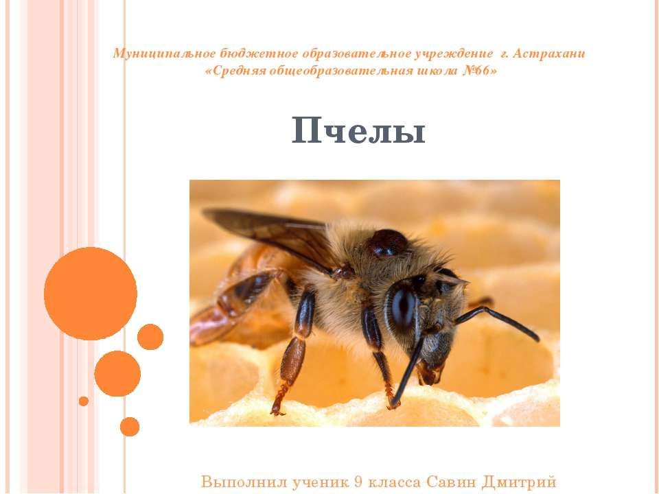 Ориентация пчёл во времени и пространстве