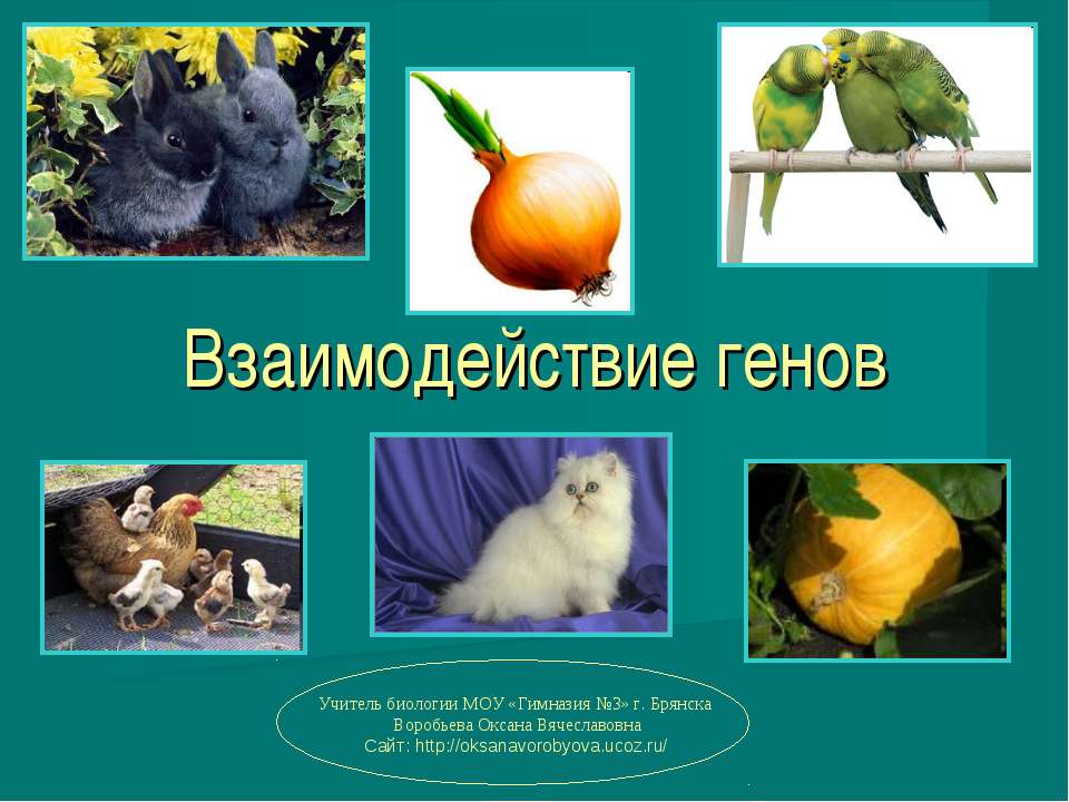 Взаимодействие генов
