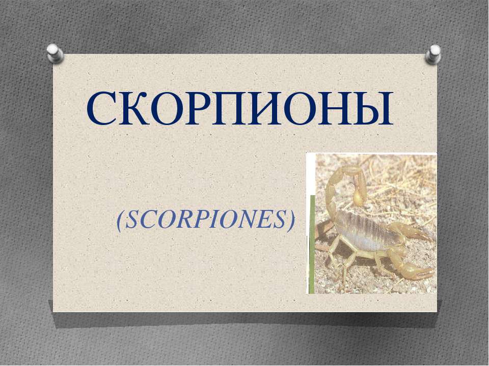 Скорпионы