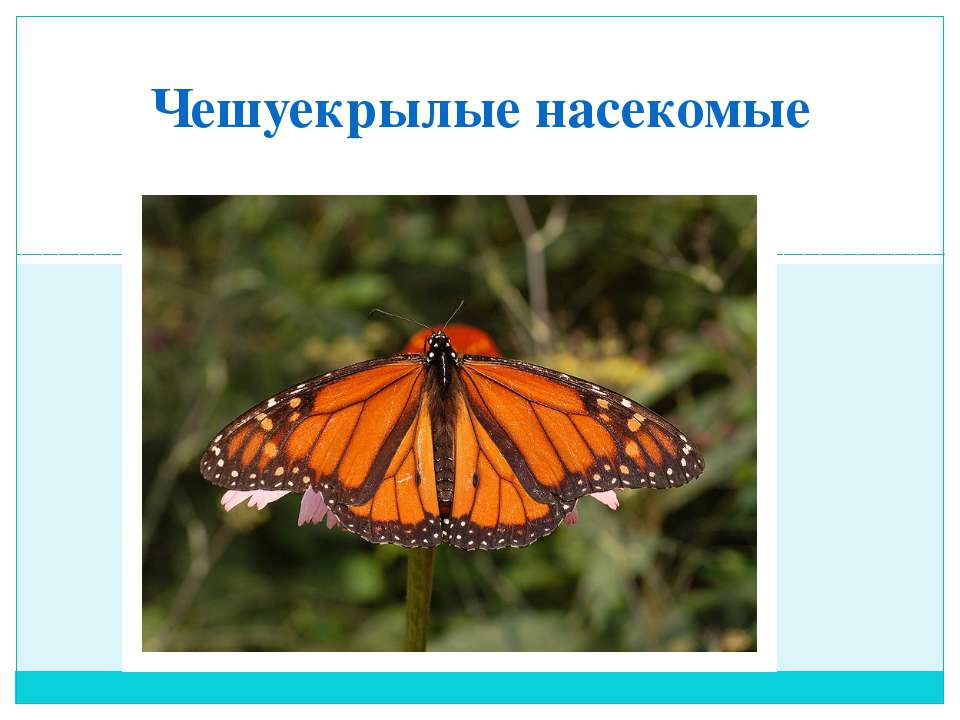 Чешуекрылые насекомые