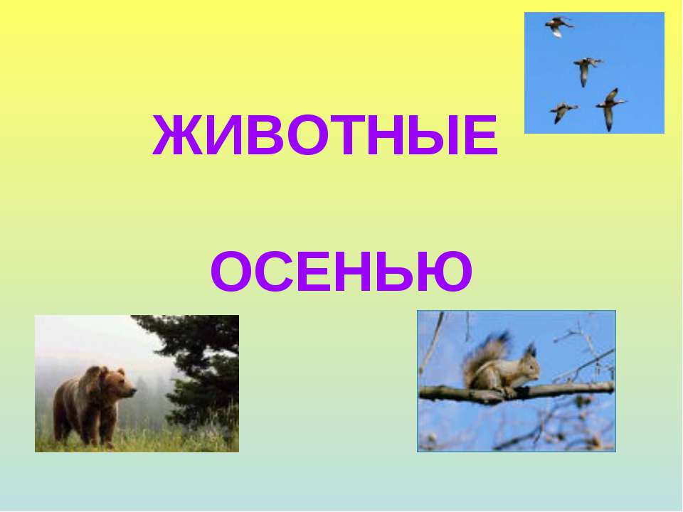 Животные осенью