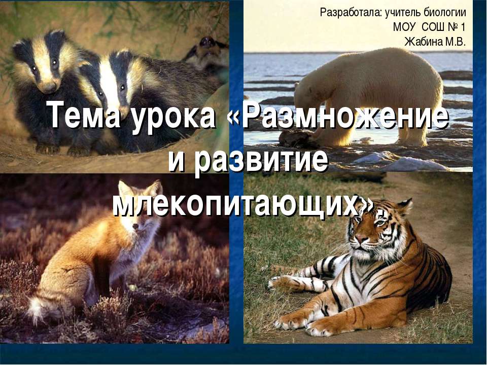 Размножение и развитие млекопитающих