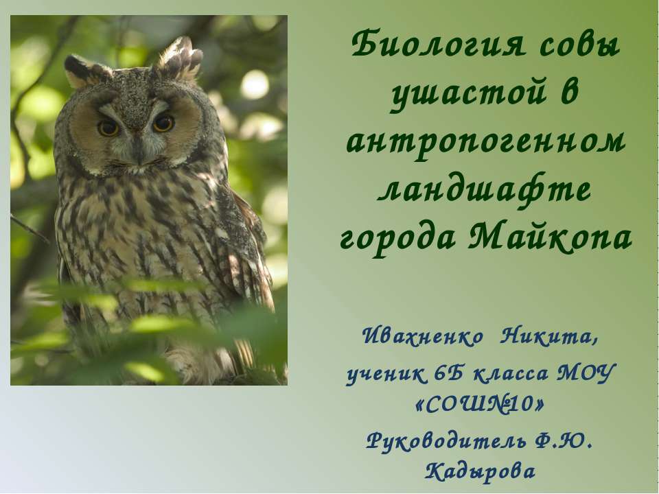Биология совы ушастой в антропогенном ландшафте города Майкопа