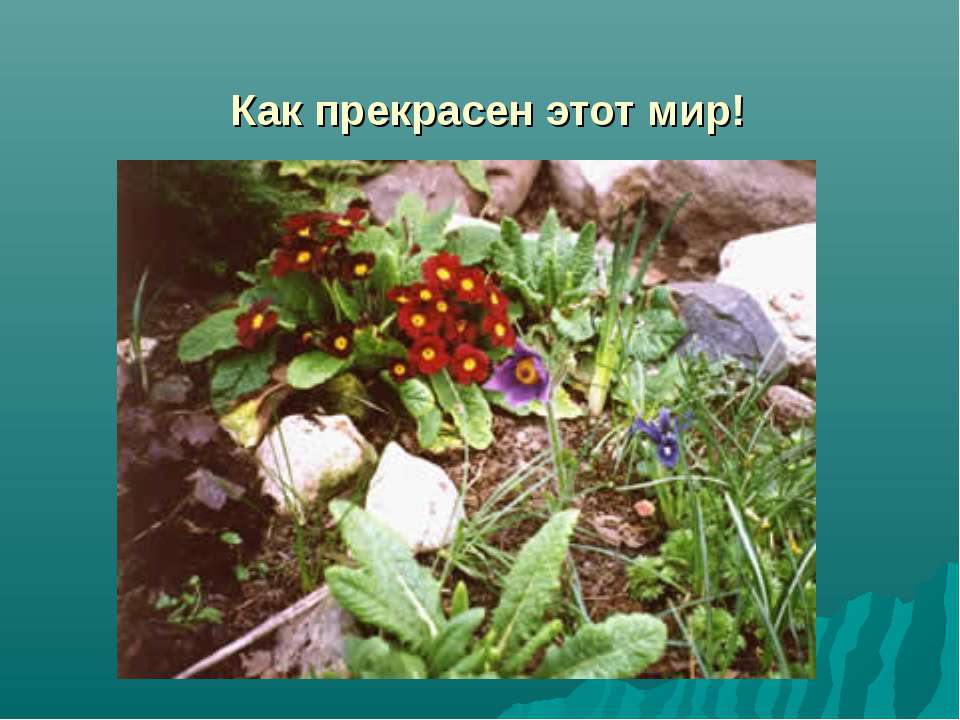 Как прекрасен этот мир!