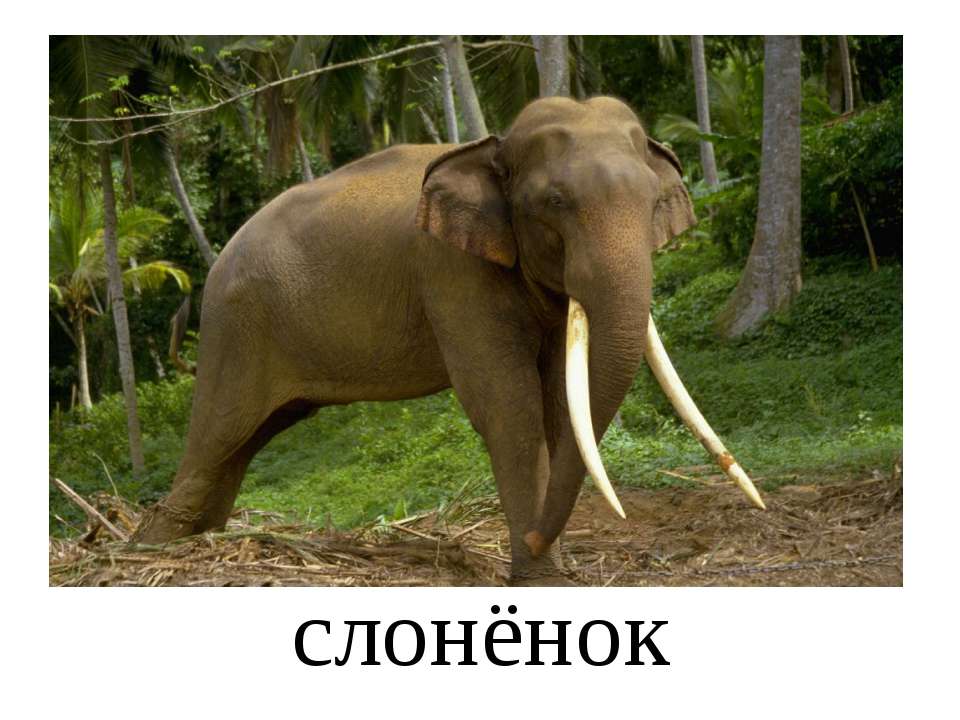 Мамы и детеныши