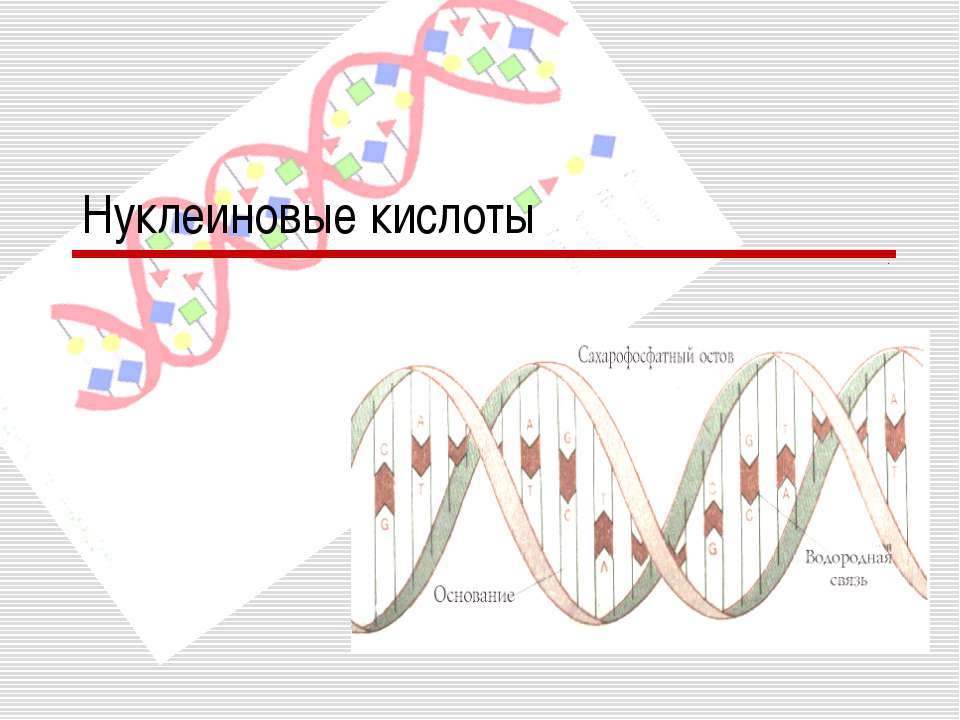 Нуклеиновые кислоты