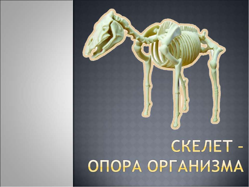 Скелет – опора организма