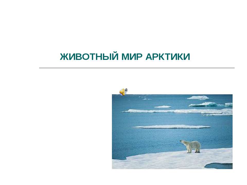 Животный мир Арктики