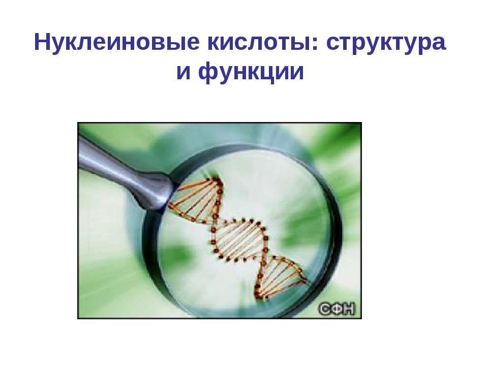 Нуклеиновые кислоты: структура и функции