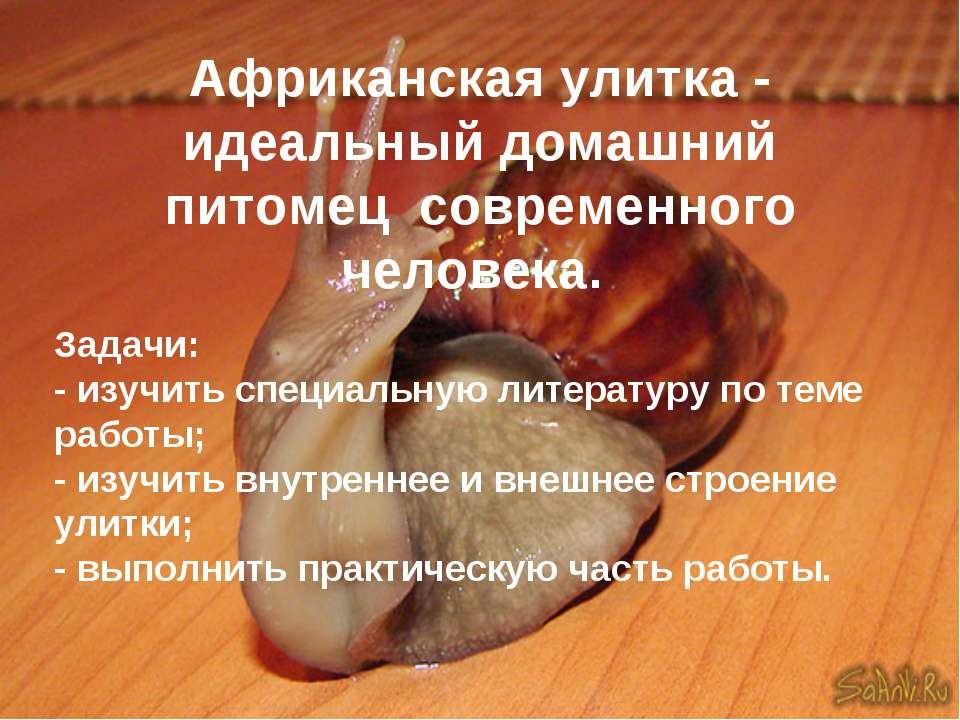Африканская улитка - идеальный домашний питомец современного человека