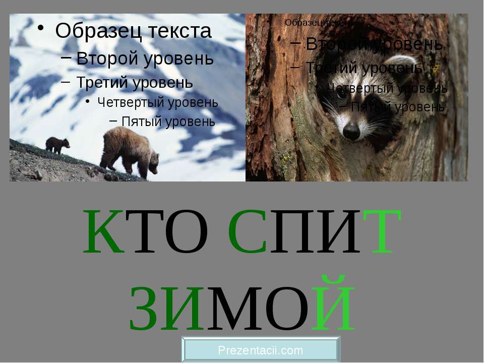 Кто спит зимой