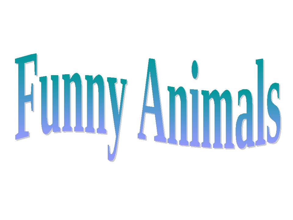 Funny animals