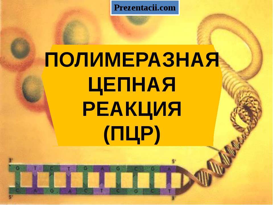 Полимеразная цепная реакция(ПЦР)
