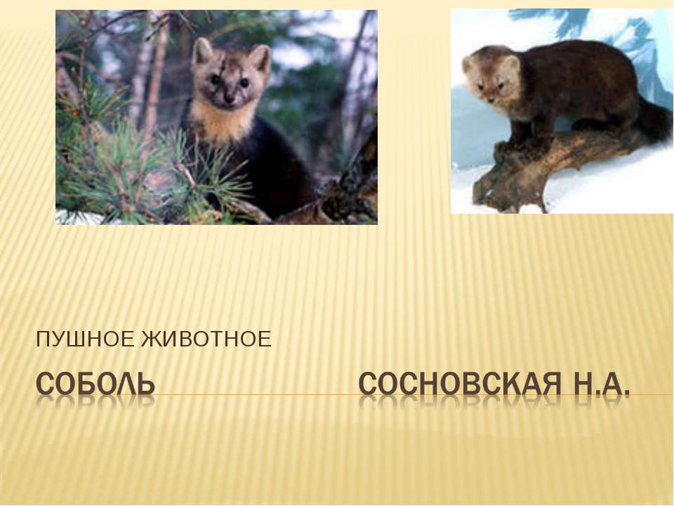 Пушное животное Соболь