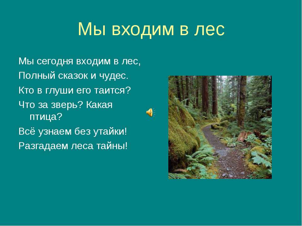 Мы входим в лес
