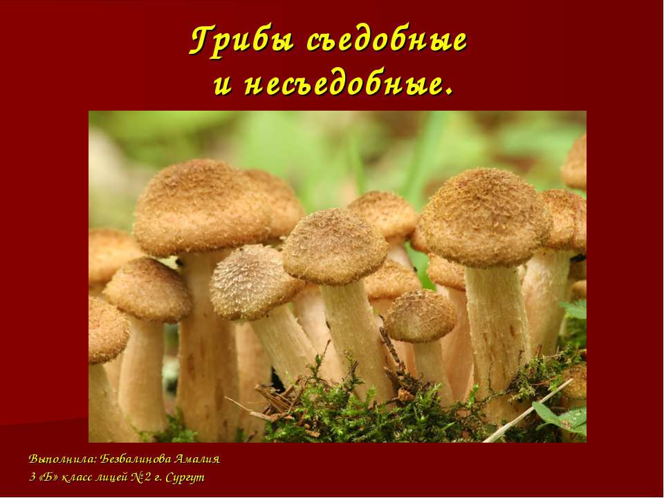 Грибы съедобные и не съедобные
