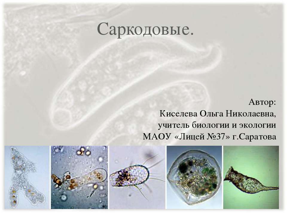 Саркодовые