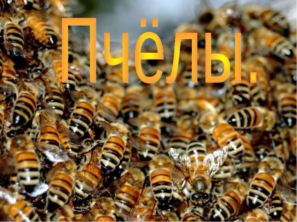Пчёлы
