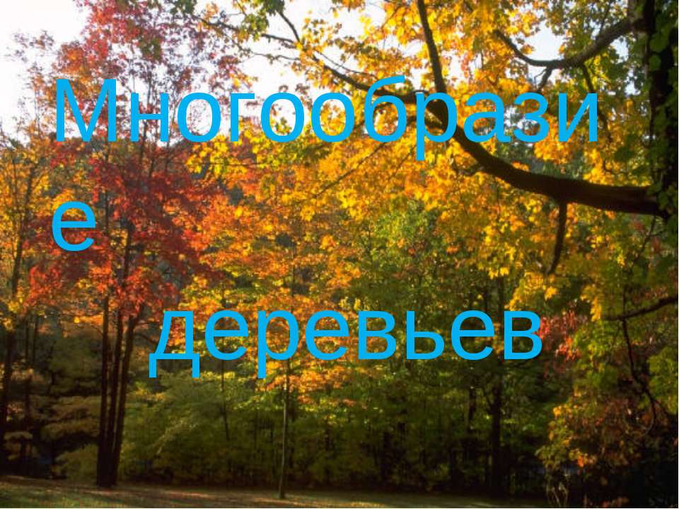 Многообразие деревьев