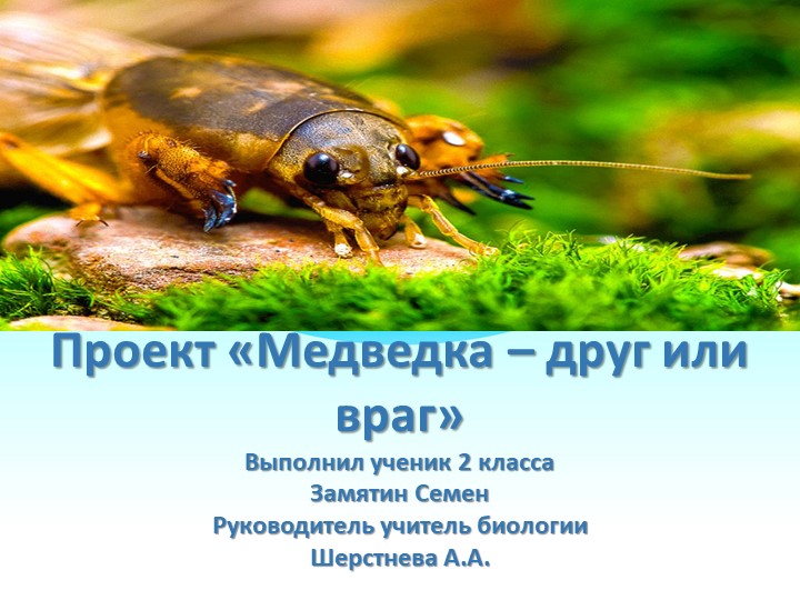 Презентация к проекту "Медведка - друг или враг"