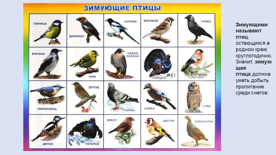 Презентация для средней группы "Зимующие птицы".