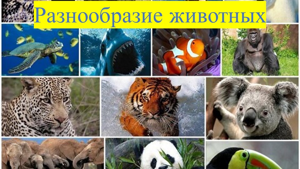 Презентация по окружающему миру на тему "Разнообразие животных" (3 класс)