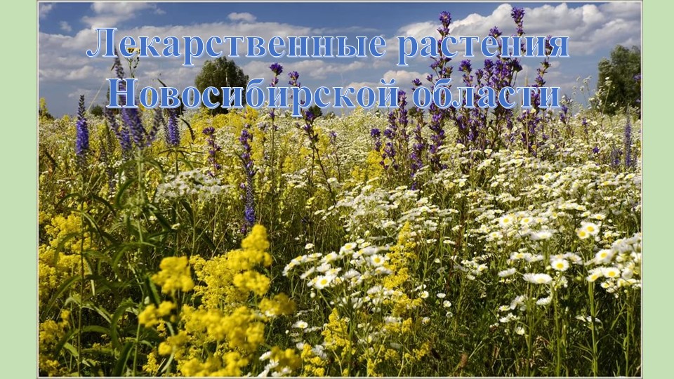 Виртуальная экскурсия "Лекарственные растения НСО"