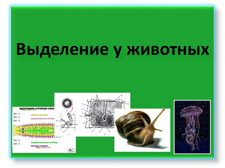Презентация по биологии в 8 классе по теме "Выделение"
