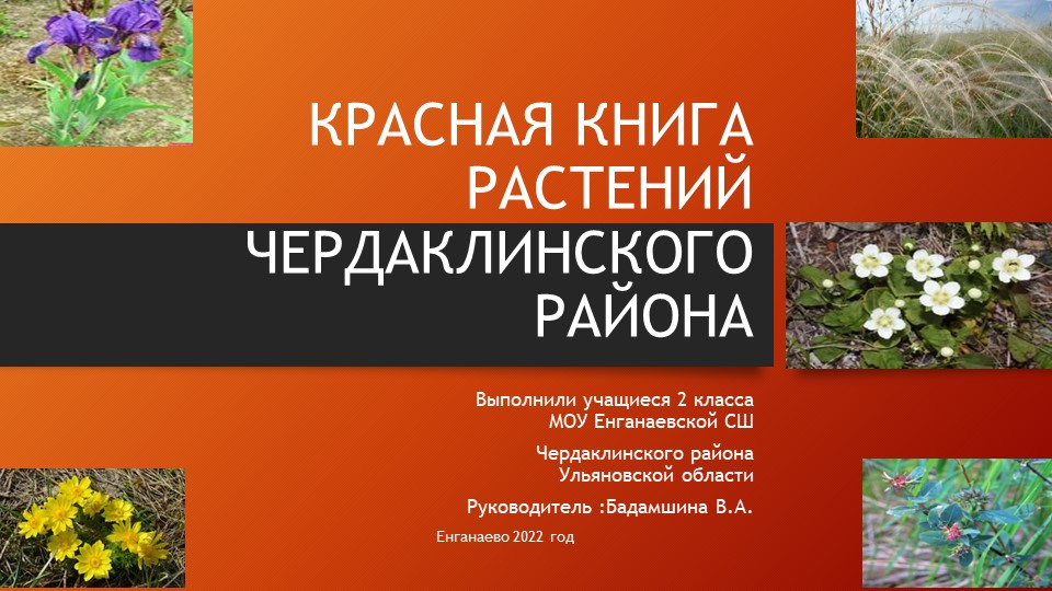 Презентация исследовательского проекта по теме: " Красная Книга растений Чердаклинского района Ульяновской области"