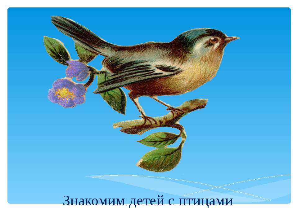Презентация "Знакомим детей с птицами"