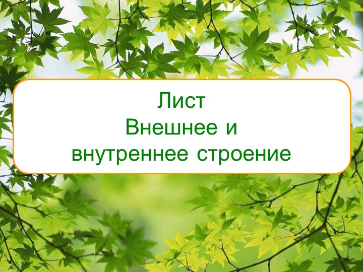 "Строение и функции листа"