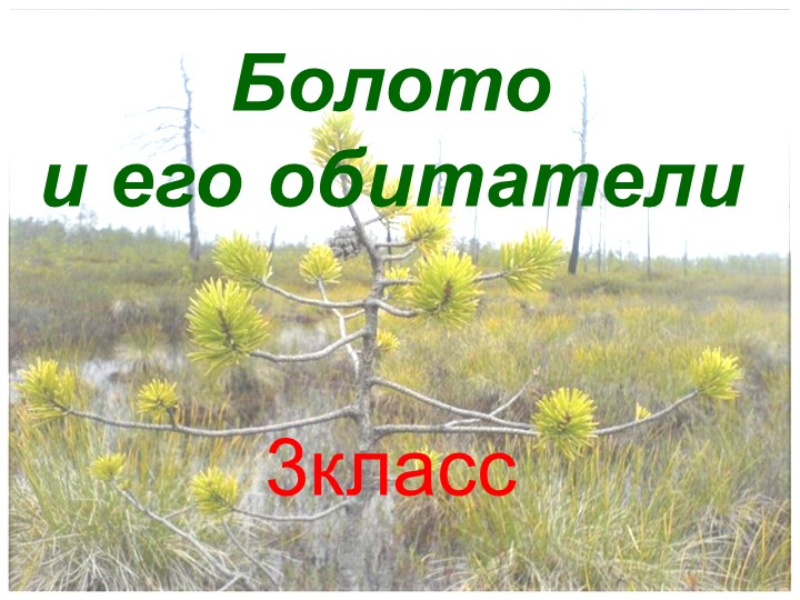 Презентация по окружающему миру "Болота и его обитатели" .3 класс