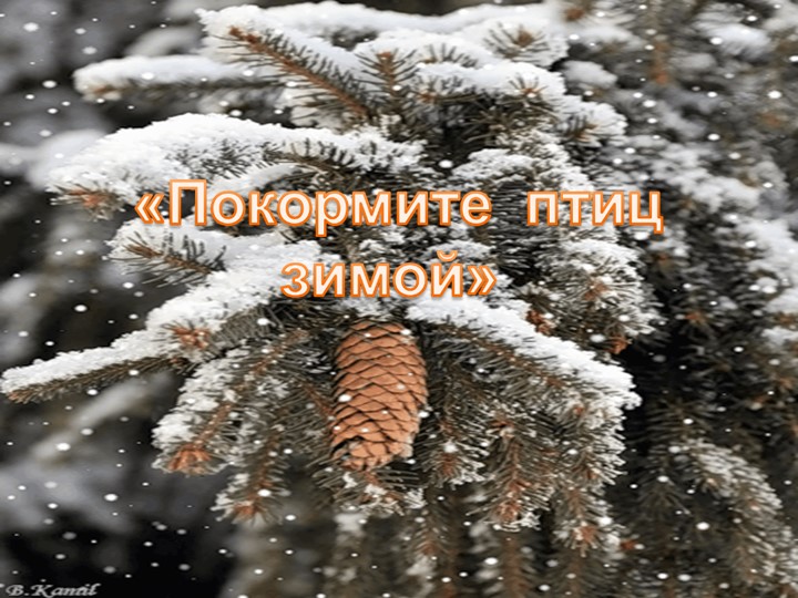 Презентация проекта "Покормите птиц зимой"