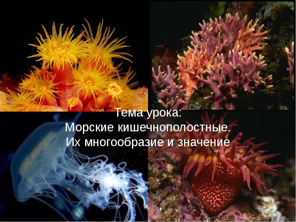 Морские кишечнополостные. Их многообразие и значение