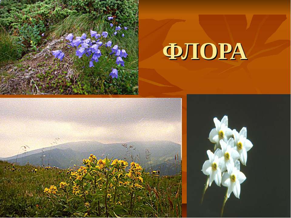 ФЛОРА