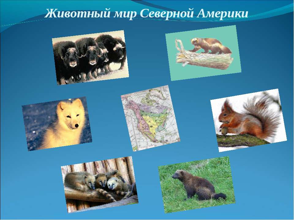 Животный мир Северной Америки