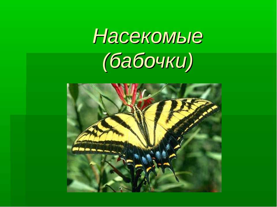 Насекомые (бабочки)