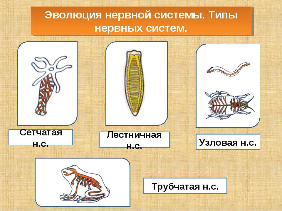 Эволюция нервной системы. Типы нервных систем