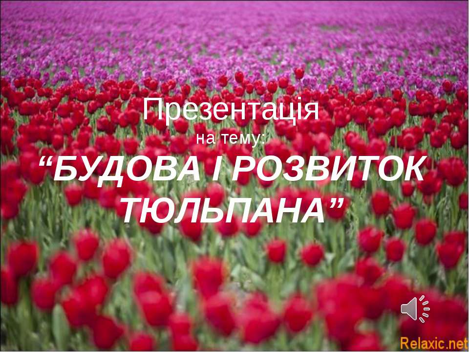 Будова та розвиток тюльпана (Укр)