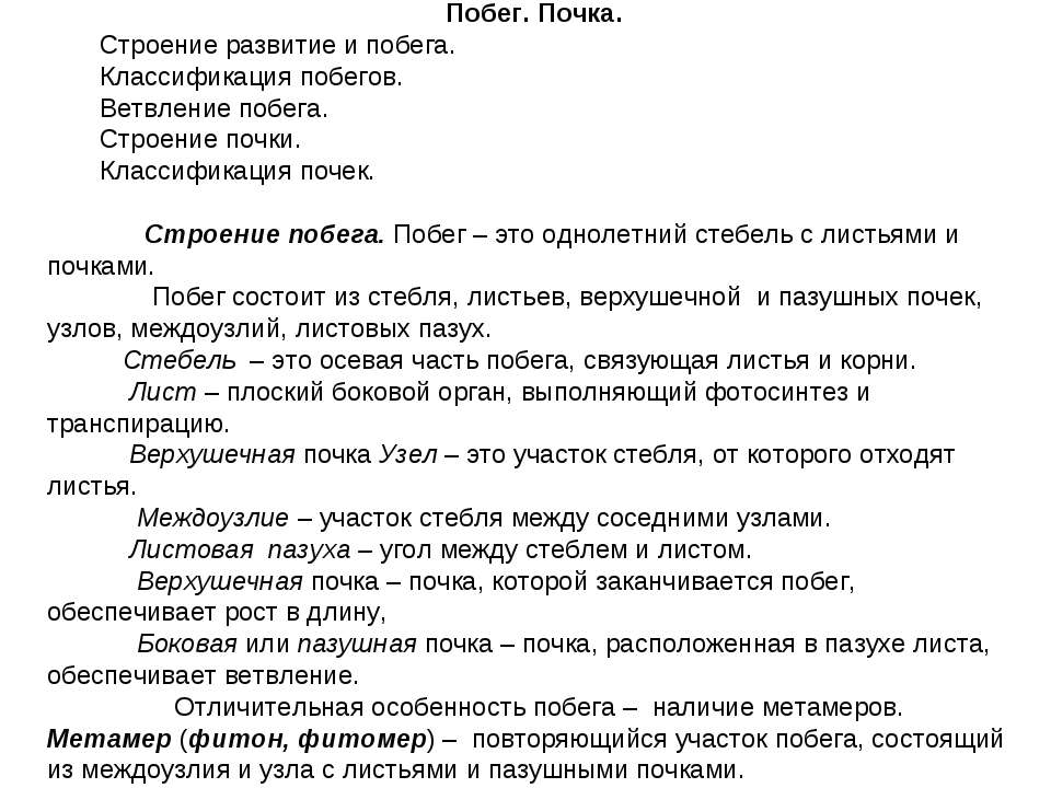 Побег. Почка