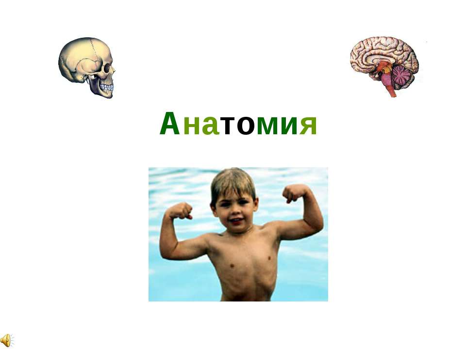Анатомия