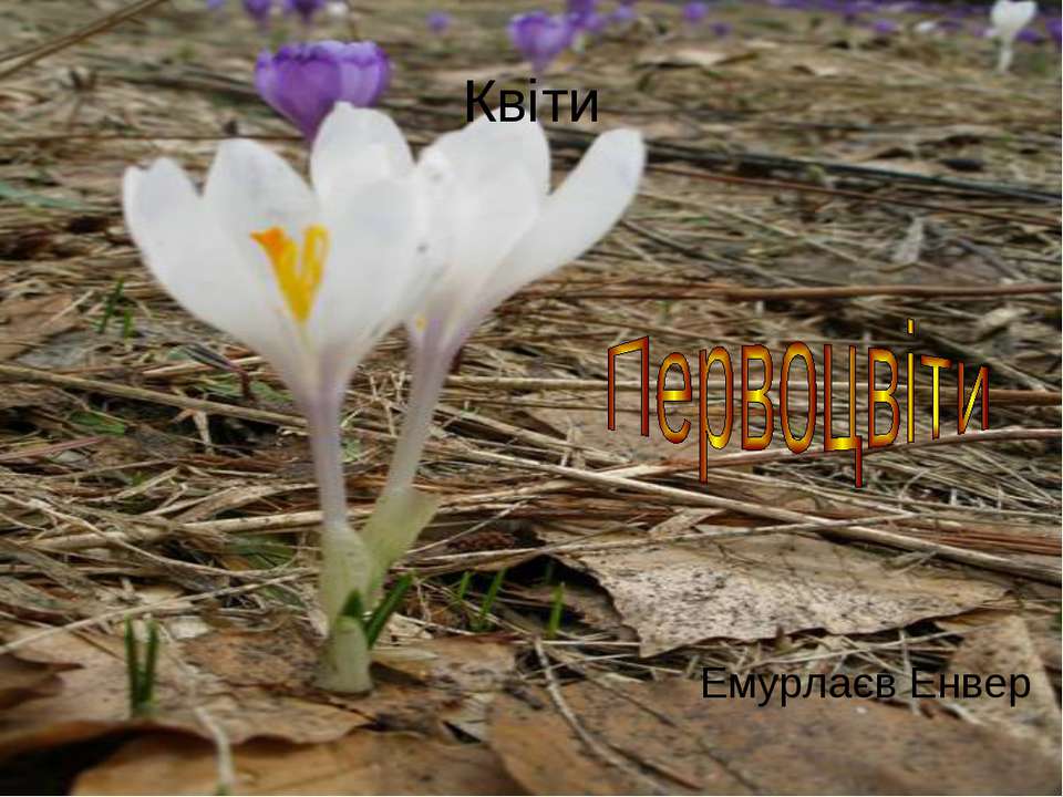 первоцвіти