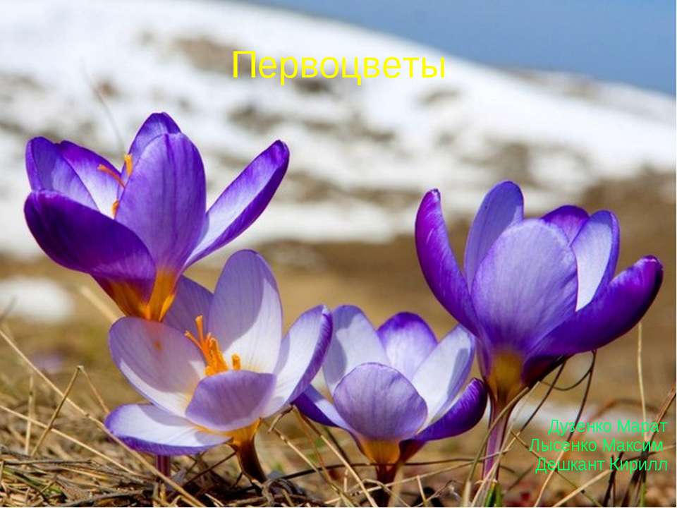 Cантуриновские Первоцветы)