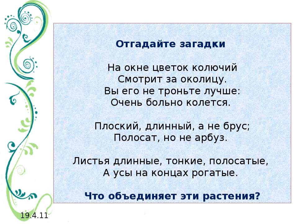 Мир растений на подоконнике