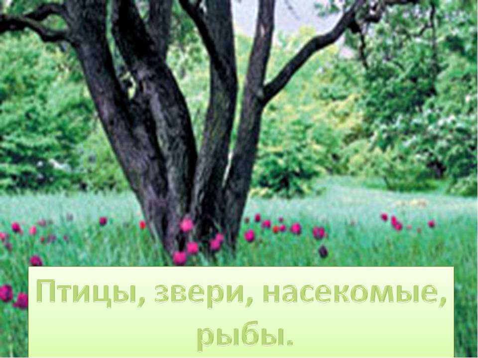 Птицы, звери, насекомые, рыбы