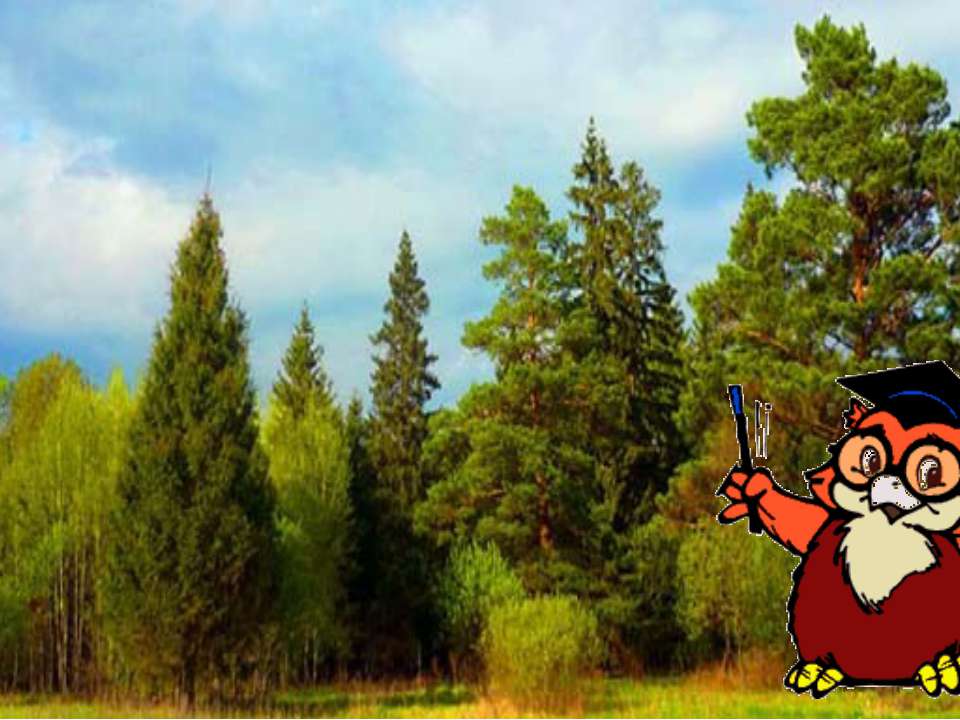 Лес