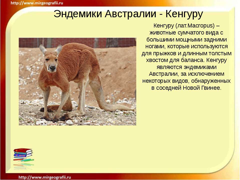 Эндемики Австралии - Кенгуру